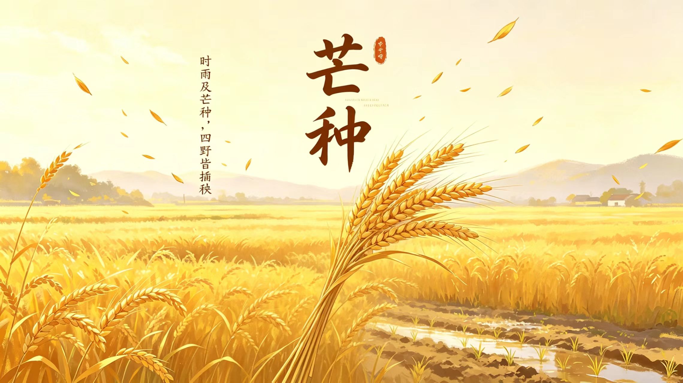 今日芒种